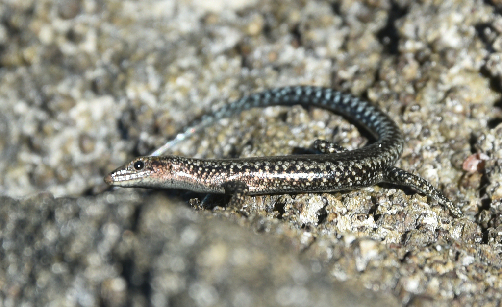 Snake-Eyed Skink