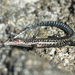 Bouton's Snake-eyed Skink - Photo (c) CORDENOS Thierry, some rights reserved (CC BY-NC), uploaded by CORDENOS Thierry