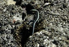 Cryptoblepharus boutonii