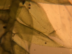 Rhynchostegium serrulatum