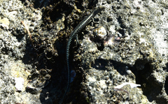 Cryptoblepharus boutonii