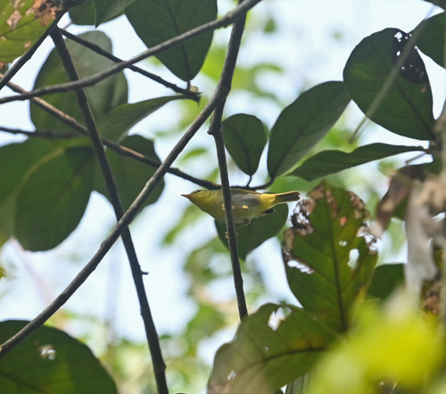 Yellow-vented Warbler (Phylloscopus cantator), photo 4