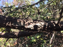 Dalbergia miscolobium