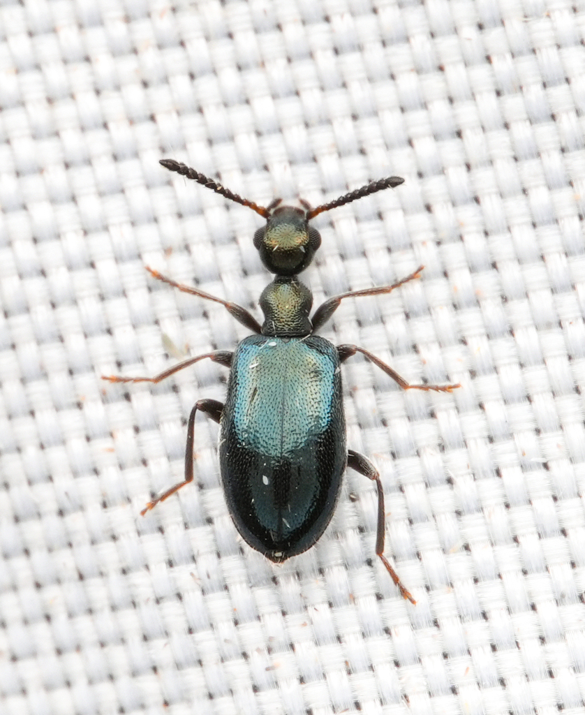 Microhoria nigrocyanella