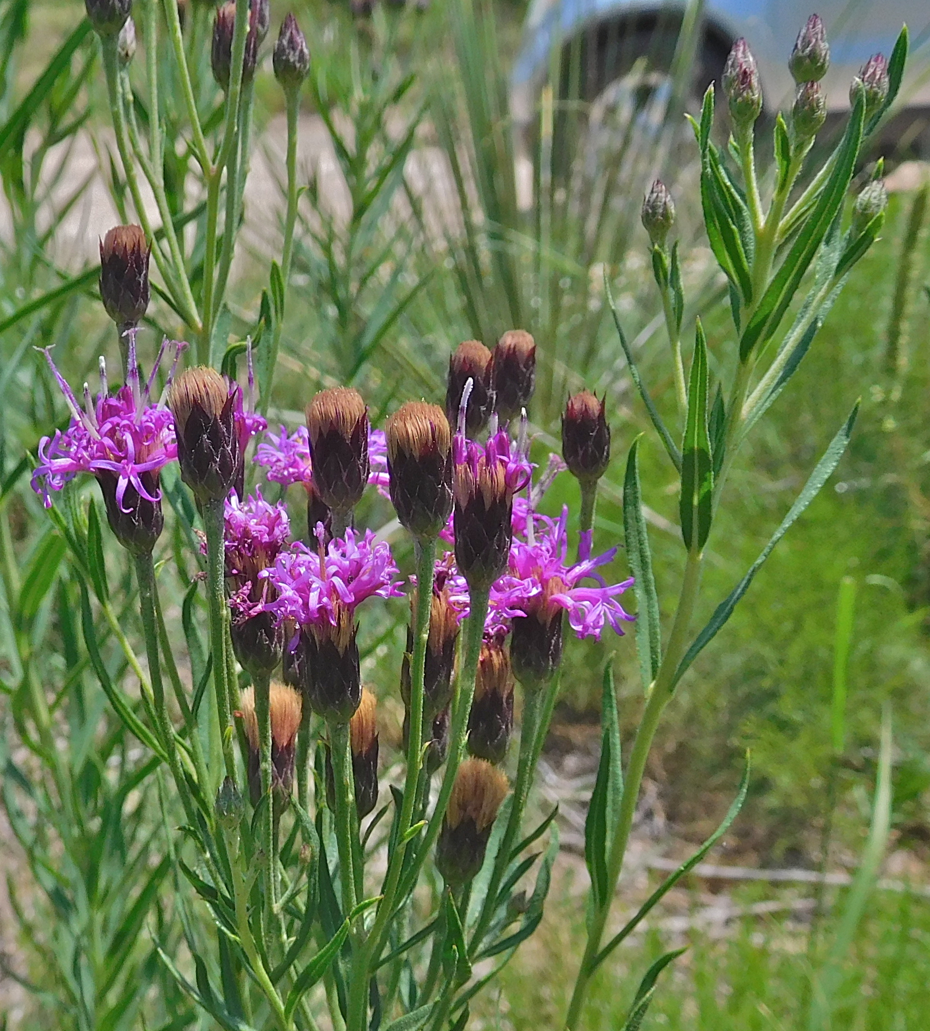 Vernonia marginata
