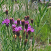 Vernonia marginata - Photo (c) ellen hildebrandt,  זכויות יוצרים חלקיות (CC BY-NC), הועלה על ידי ellen hildebrandt