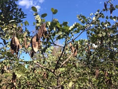 Dalbergia miscolobium