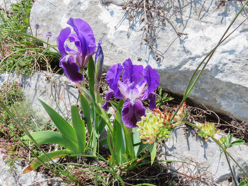 Iris marsica, photograph 1
