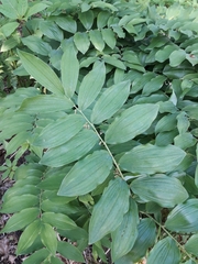 Polygonatum × hybridum