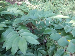 Polygonatum × hybridum
