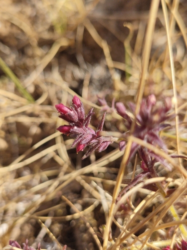 Odontites granatensis