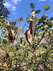 Dalbergia miscolobium