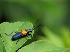 Desmocerus palliatus