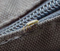 Rhagonycha nigrosuta