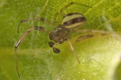 Deliochus idoneus