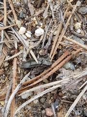 Paraphotistus impressus