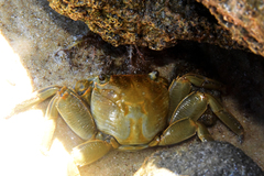 Grapsus fourmanoiri
