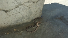 Lycodryas granuliceps