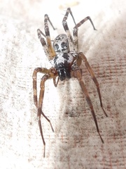 Megalostrata
