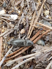 Paraphotistus impressus