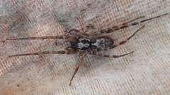 Megalostrata