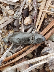 Paraphotistus impressus