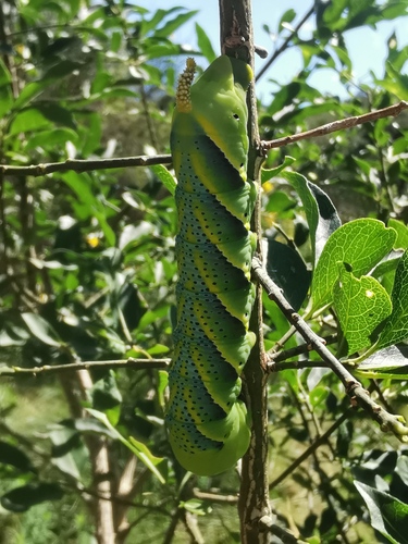 Acherontia atropos