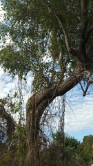 Rhopalocarpus lucidus