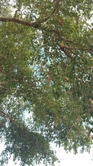 Rhopalocarpus lucidus