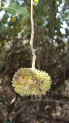 Rhopalocarpus lucidus