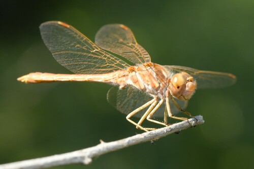 Sympetrum vulgatum decoloratum