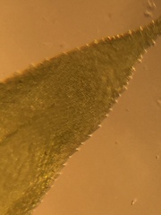 Rhynchostegium serrulatum
