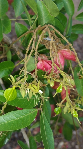 Majidea zanguebarica