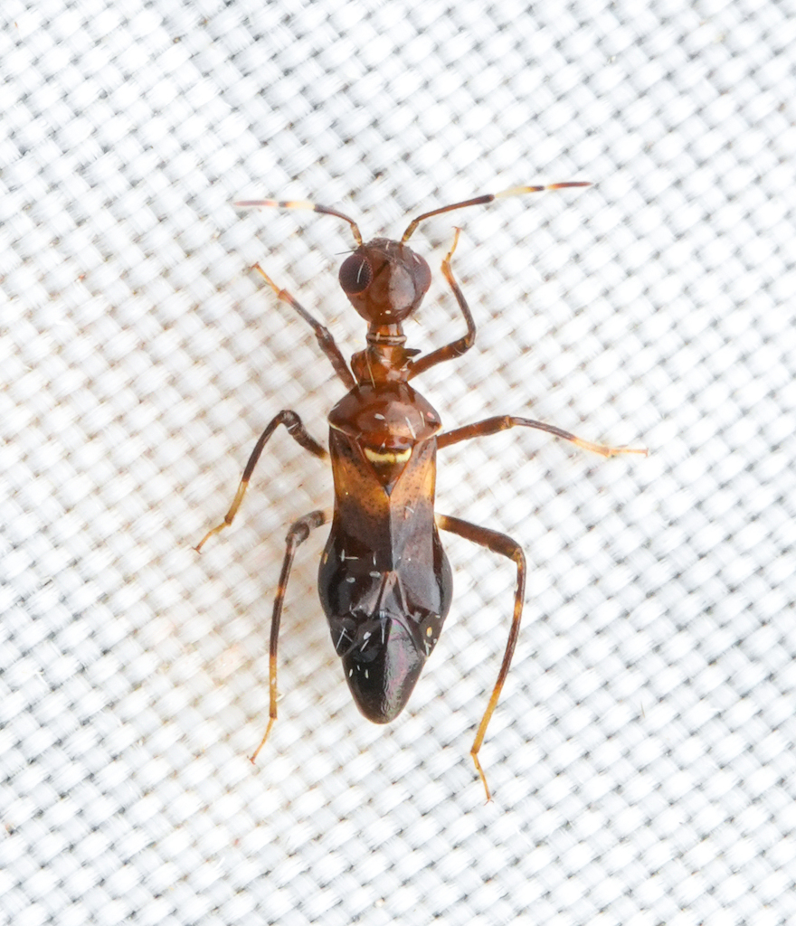 Nicostratus sinicus