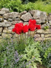 Papaver × pseudo-orientale