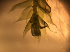 Rhynchostegium serrulatum