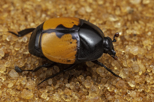 Saprinus cruciatus