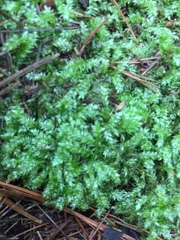 Rhynchostegium serrulatum