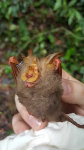 Rhinolophus trifoliatus