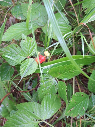 Stone Bramble