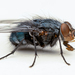 Blue Blowfly - Photo (c) Matt Tudor, some rights reserved (CC BY-NC), uploaded by Matt Tudor