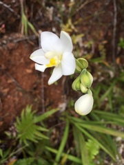 Spathoglottis micronesiaca