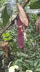 Saraca