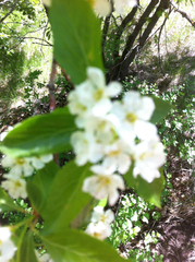 Crataegus rivularis