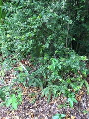 Decaspermum parviflorum