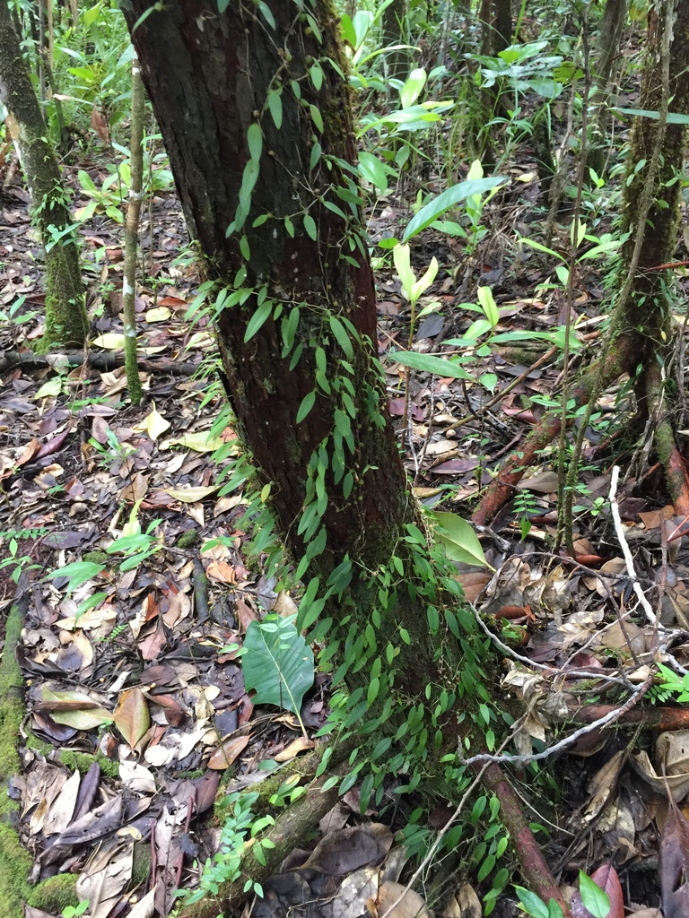 Bulbophyllum membranaceum Teijsm. & Binn. 4