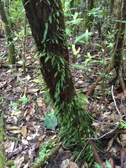 Bulbophyllum membranaceum