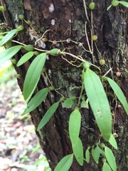 Bulbophyllum membranaceum