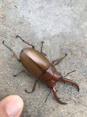 Prosopocoilus astacoides