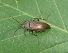 Capnochroa fuliginosa